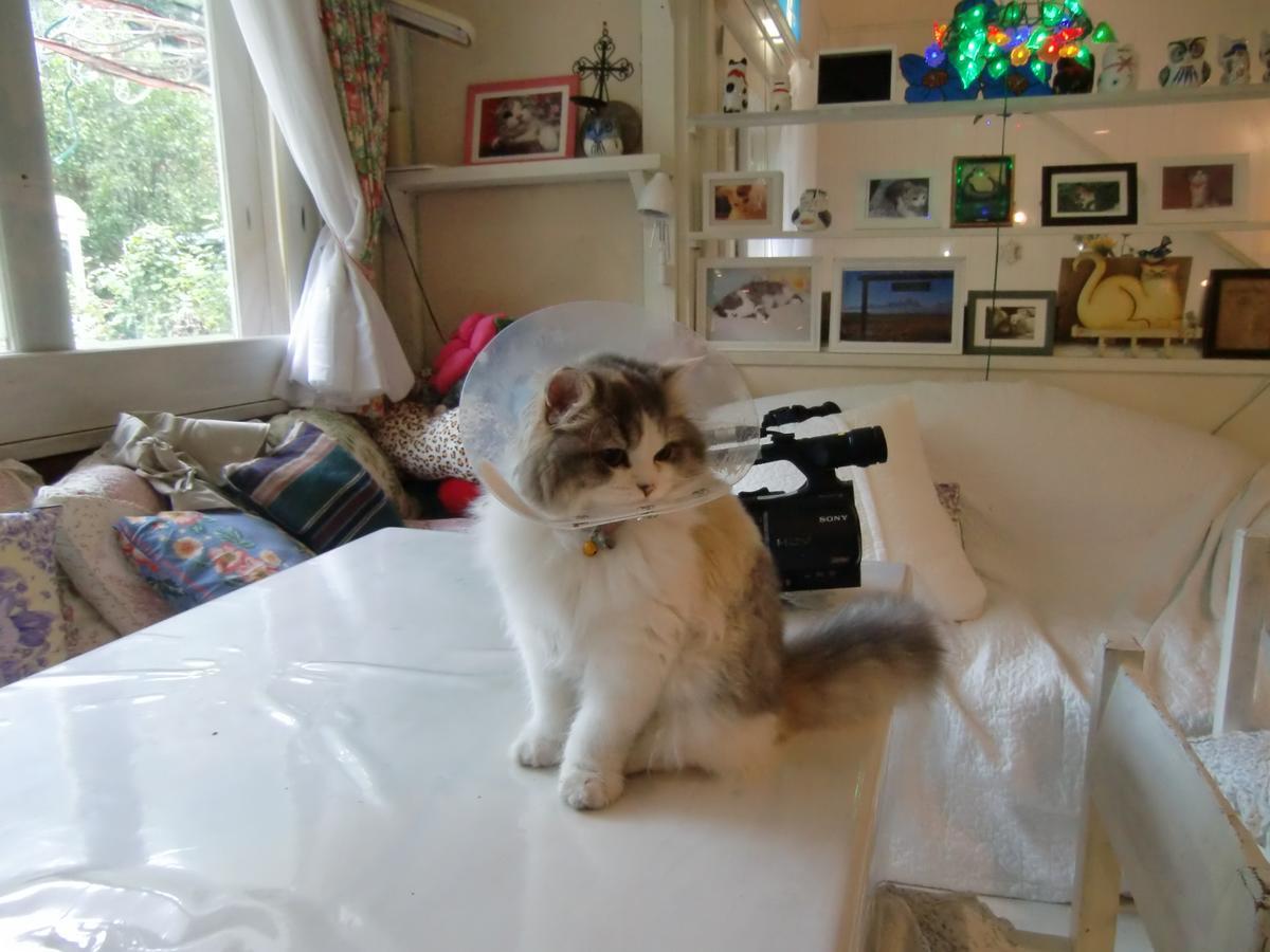 Mt Fuji Cat&Dog&Spa pension Blue Poppy Fujikawaguchiko Eksteriør bilde