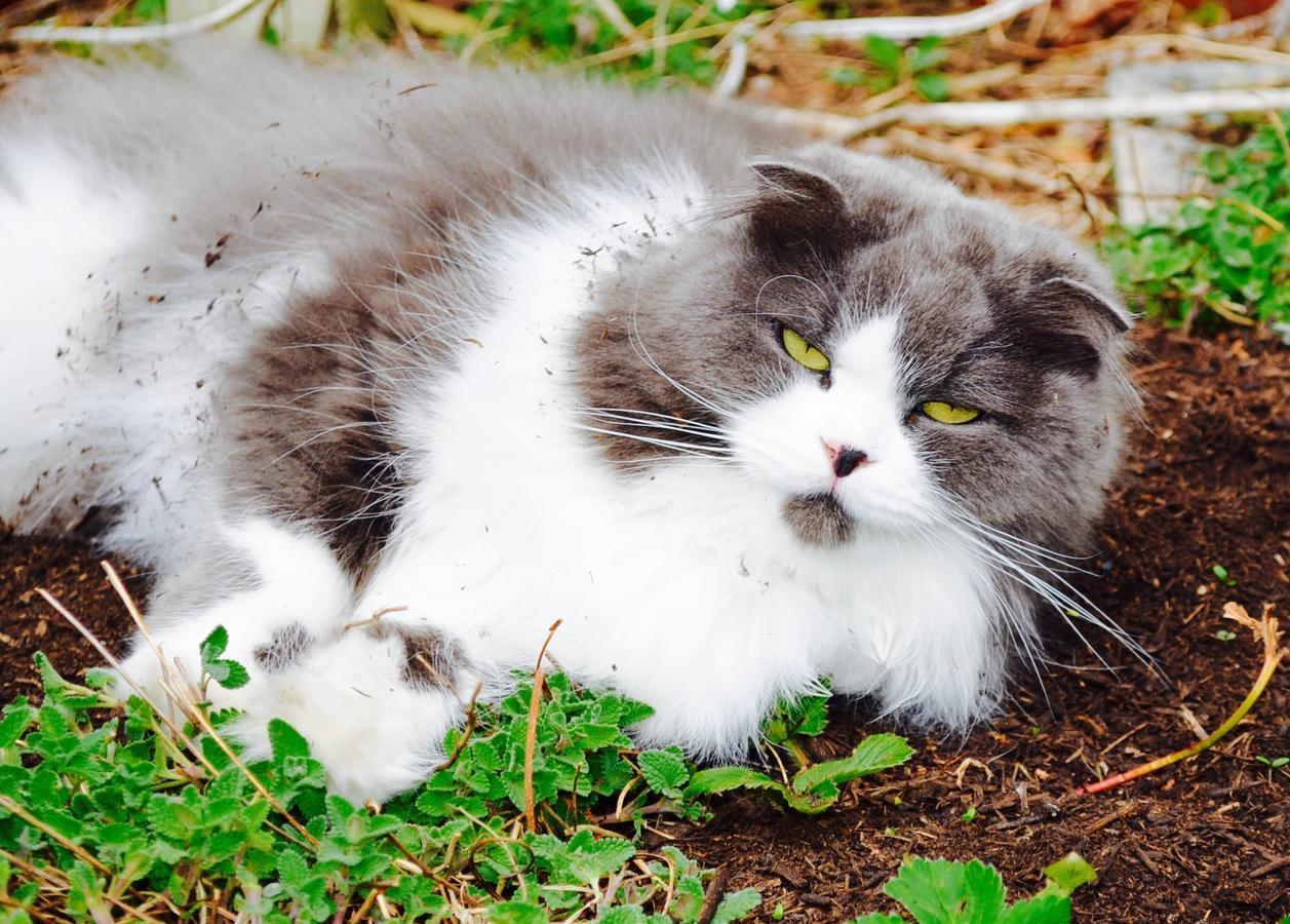 Mt Fuji Cat&Dog&Spa pension Blue Poppy Fujikawaguchiko Eksteriør bilde