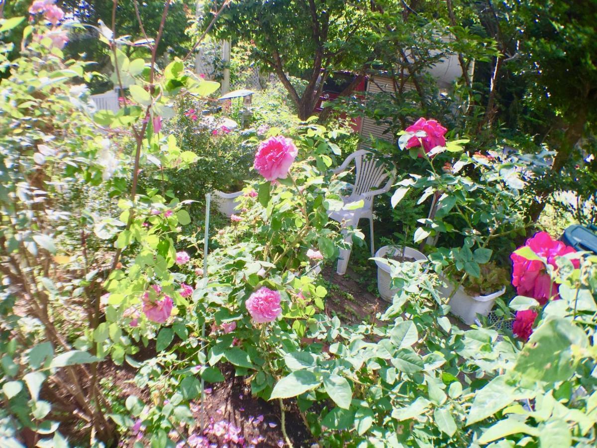 Mt Fuji Cat&Dog&Spa pension Blue Poppy Fujikawaguchiko Eksteriør bilde
