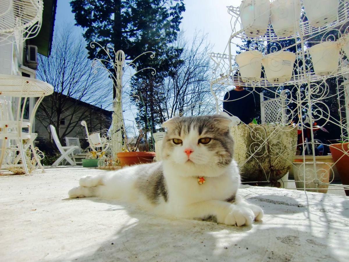 Mt Fuji Cat&Dog&Spa pension Blue Poppy Fujikawaguchiko Eksteriør bilde